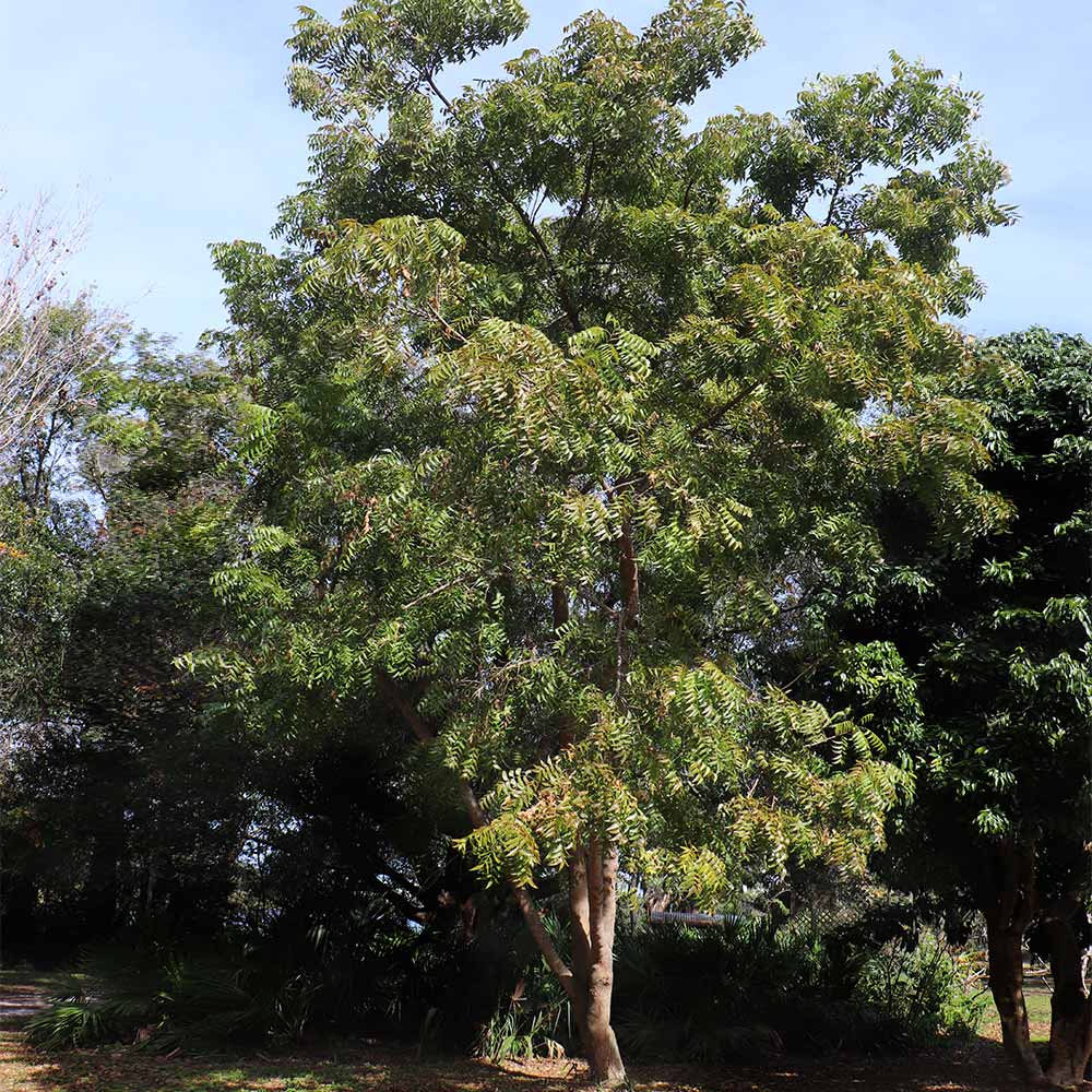 Neem Tree - Image 3