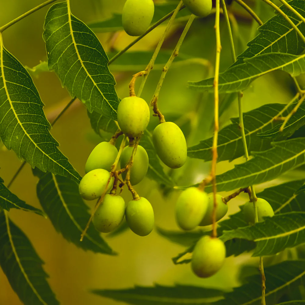 Neem Tree - Image 4