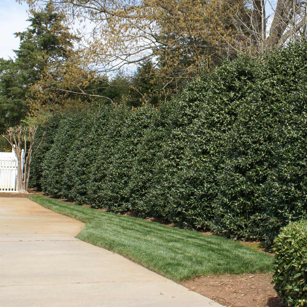 Nellie Stevens Holly Shrub - Image 3