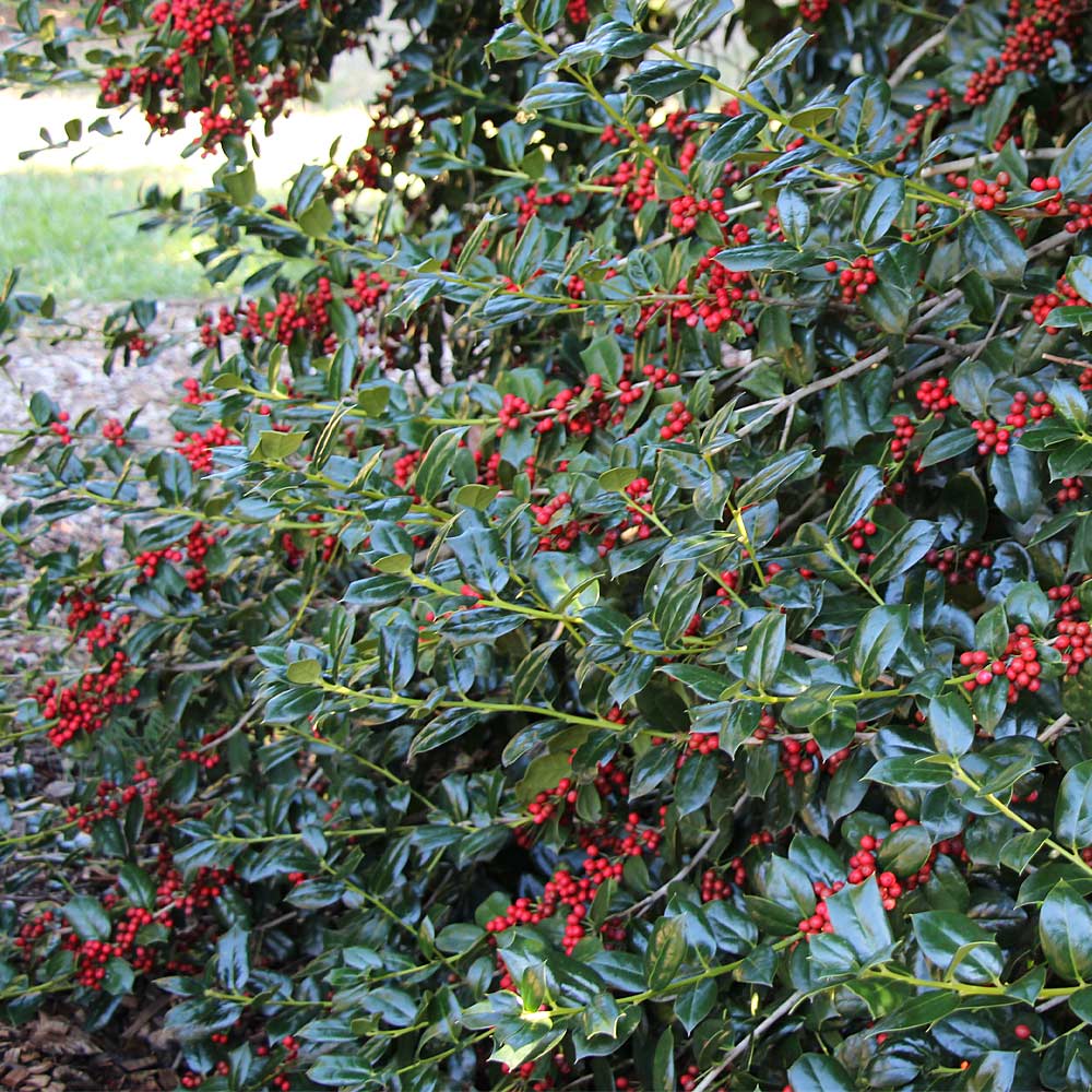 Nellie Stevens Holly Shrub - Image 4