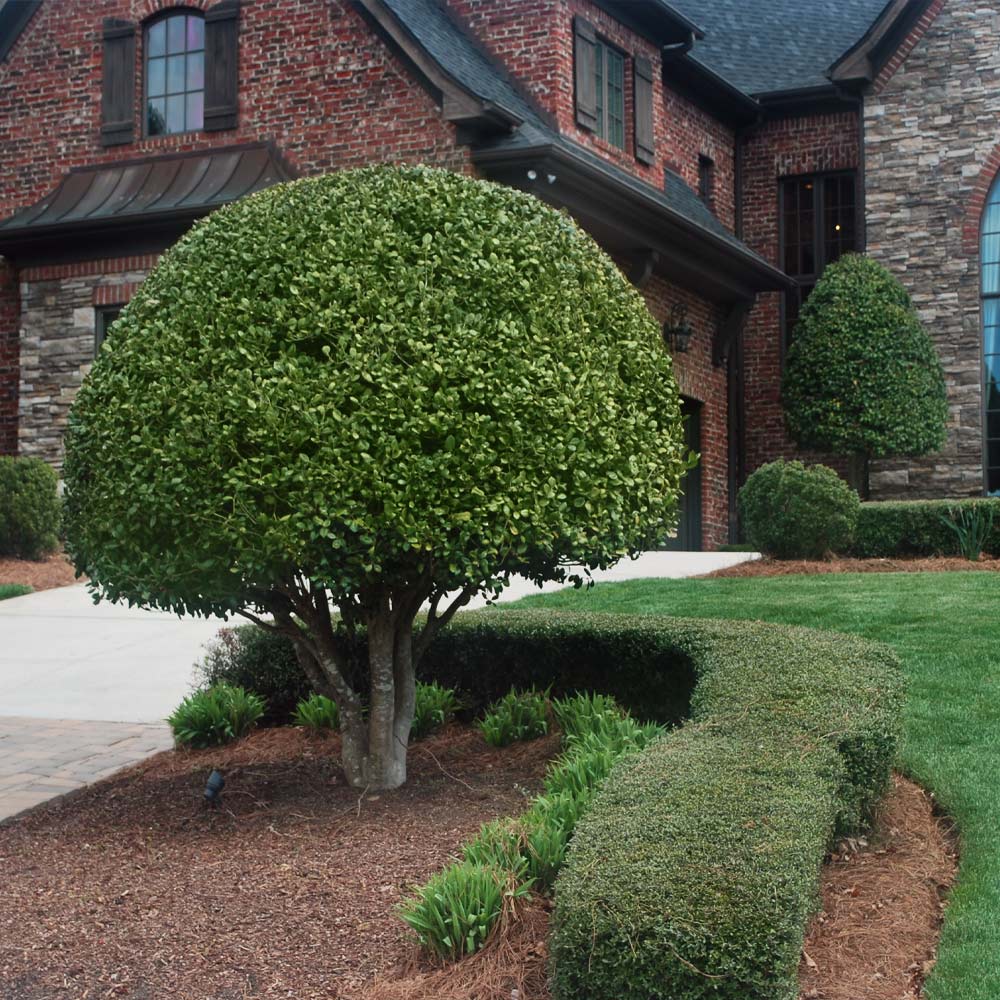 Nellie Stevens Holly Shrub - Image 5