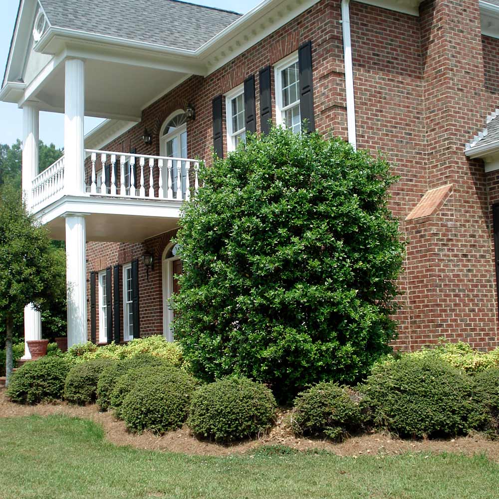 Nellie Stevens Holly Shrub - Image 6