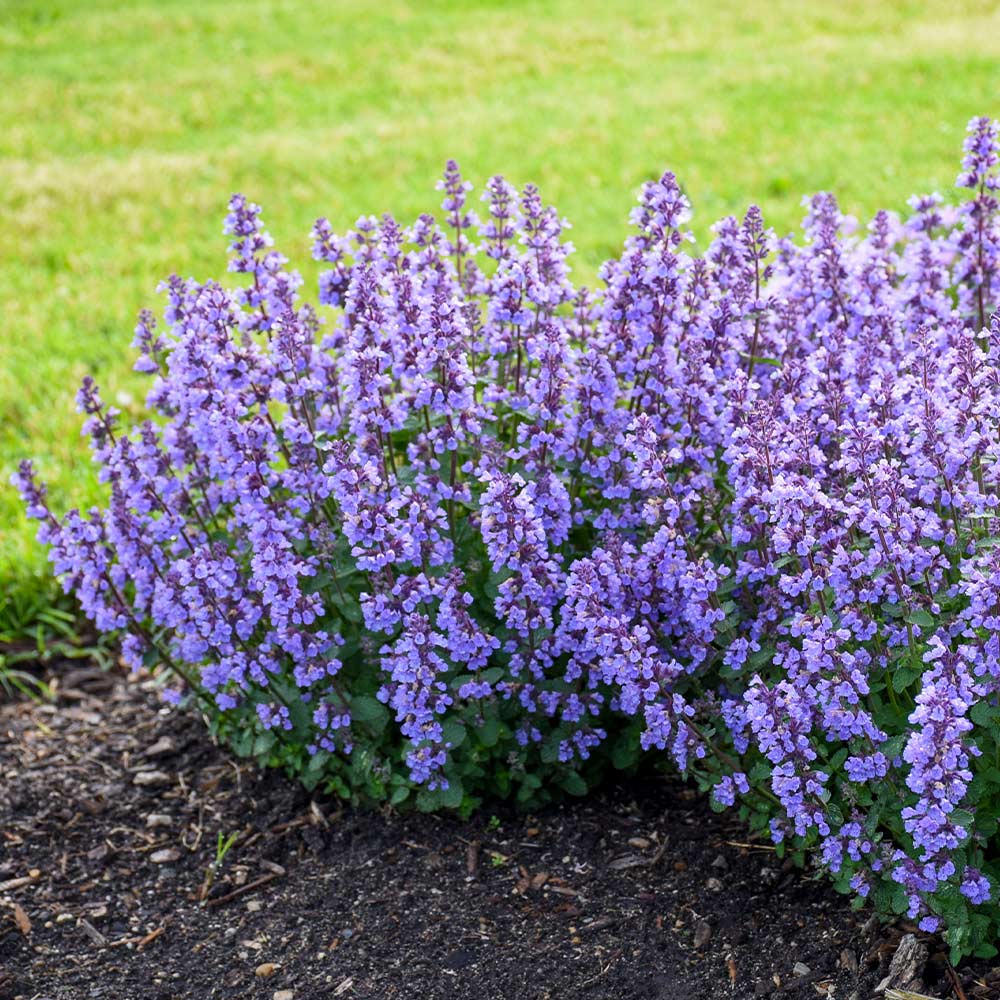 Proven Winners® Nepeta 'Cat’s Pajamas' Catmint - Image 2