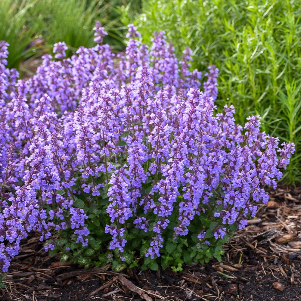 Proven Winners® Nepeta 'Cat’s Pajamas' Catmint - Image 3