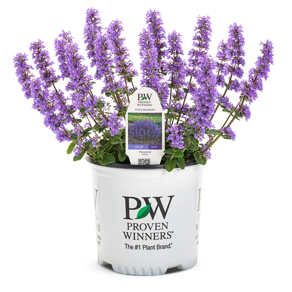 Proven Winners® Nepeta 'Cat’s Pajamas' Catmint - Image 4