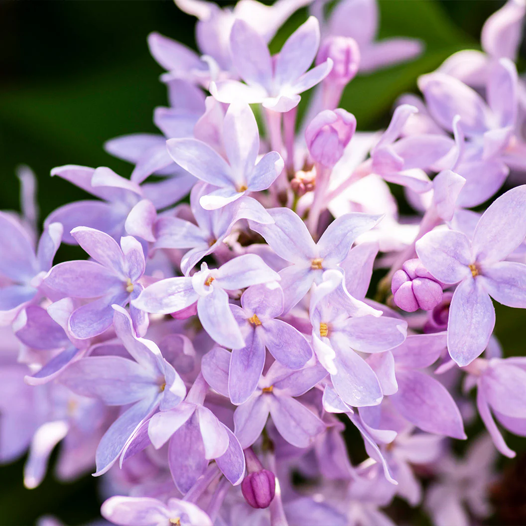 New Age™ Lavender Syringa Shrub - Image 2