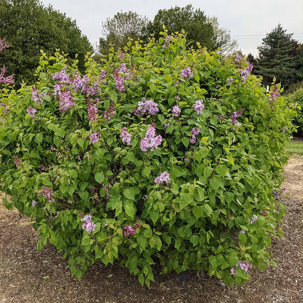 New Age™ Lavender Syringa Shrub - Image 3