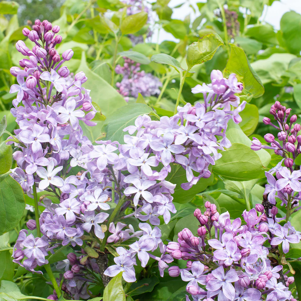 New Age™ Lavender Syringa Shrub - Image 4