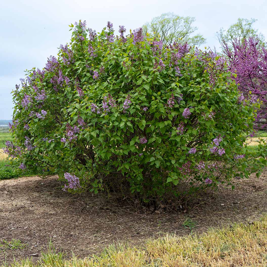 New Age™ Lavender Syringa Shrub - Image 5