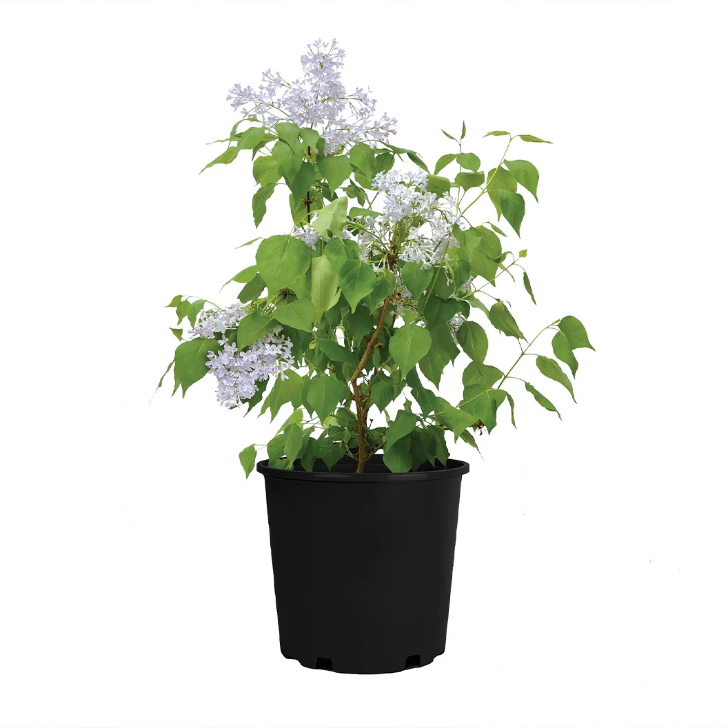 New Age™ Lavender Syringa Shrub - Image 6
