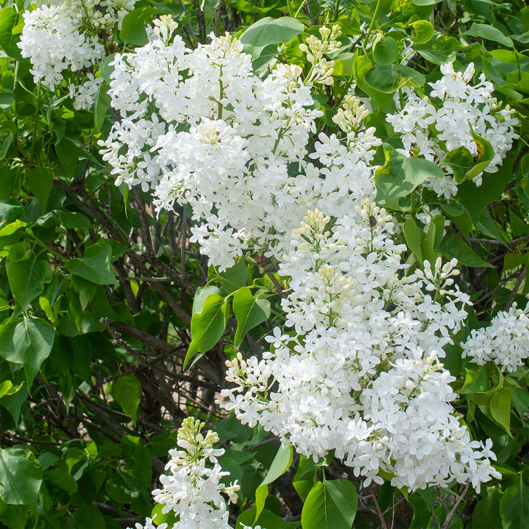 New Age™ White Syringa Shrub - Image 2