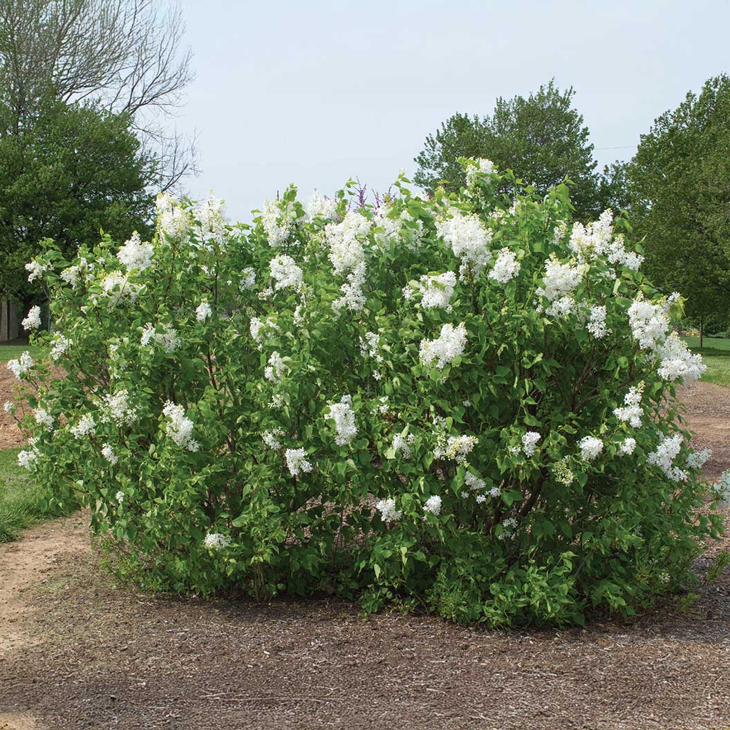 New Age™ White Syringa Shrub - Image 3