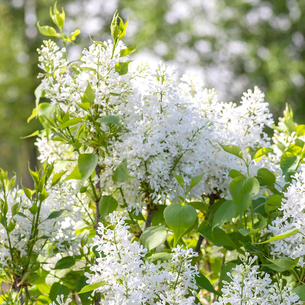 New Age™ White Syringa Shrub - Image 4