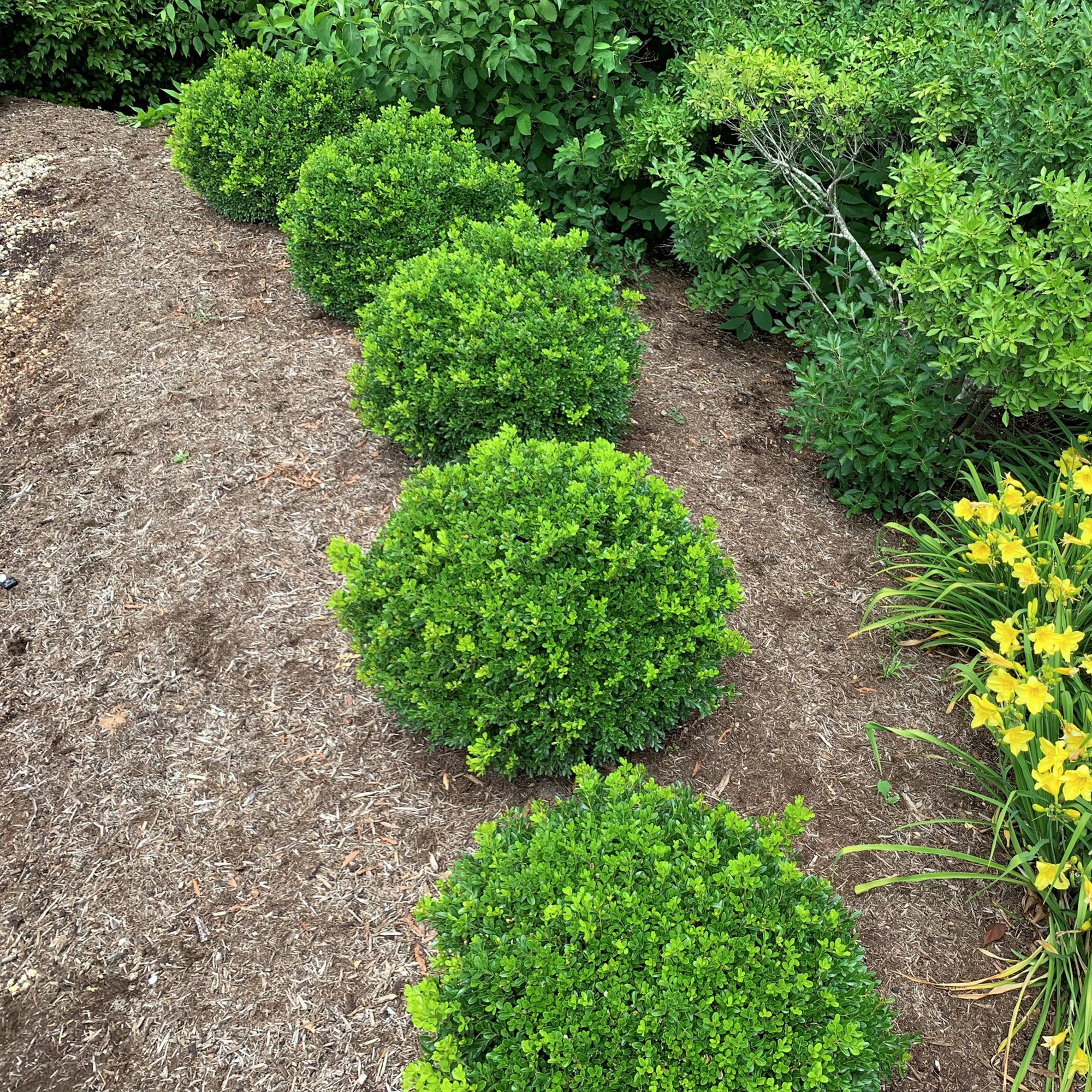 Proven Winners® NewGen Independence® Boxwood - Image 3