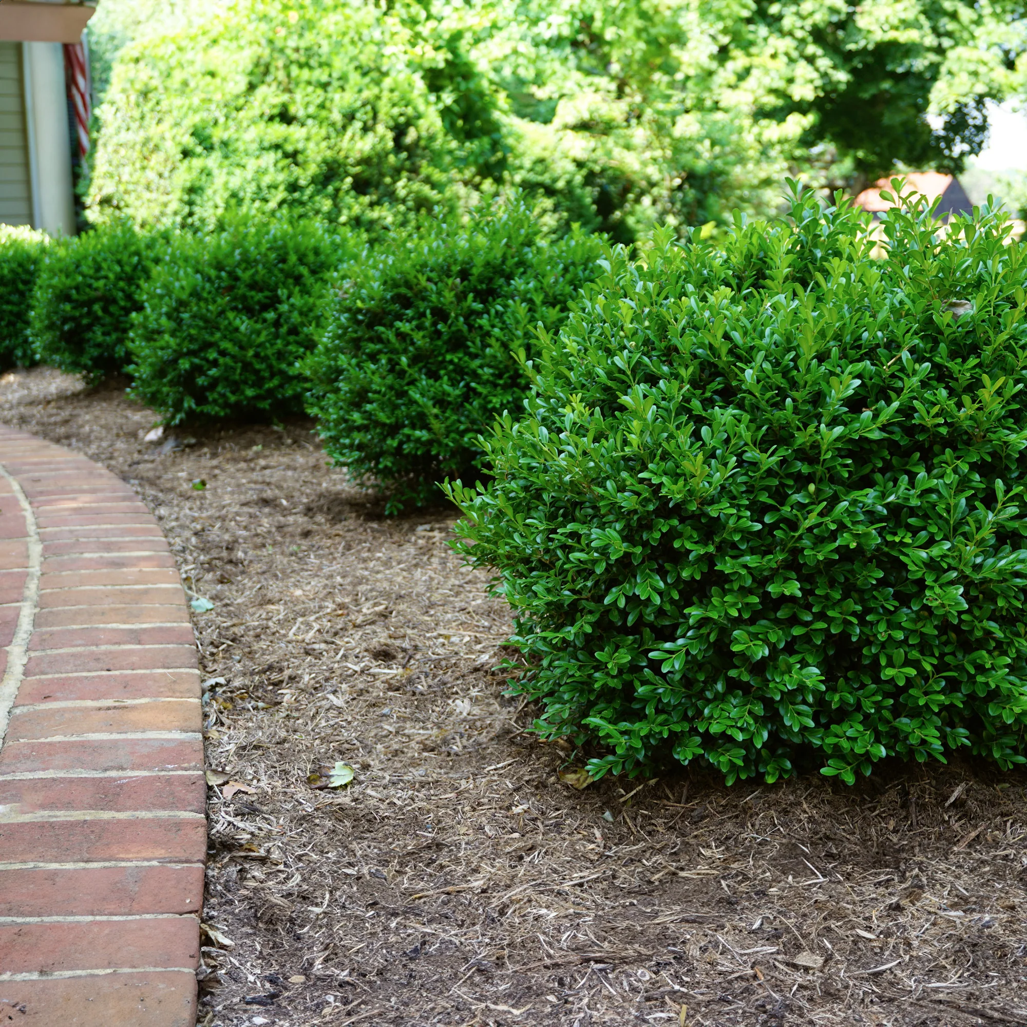 Proven Winners® NewGen Independence® Boxwood - Image 4