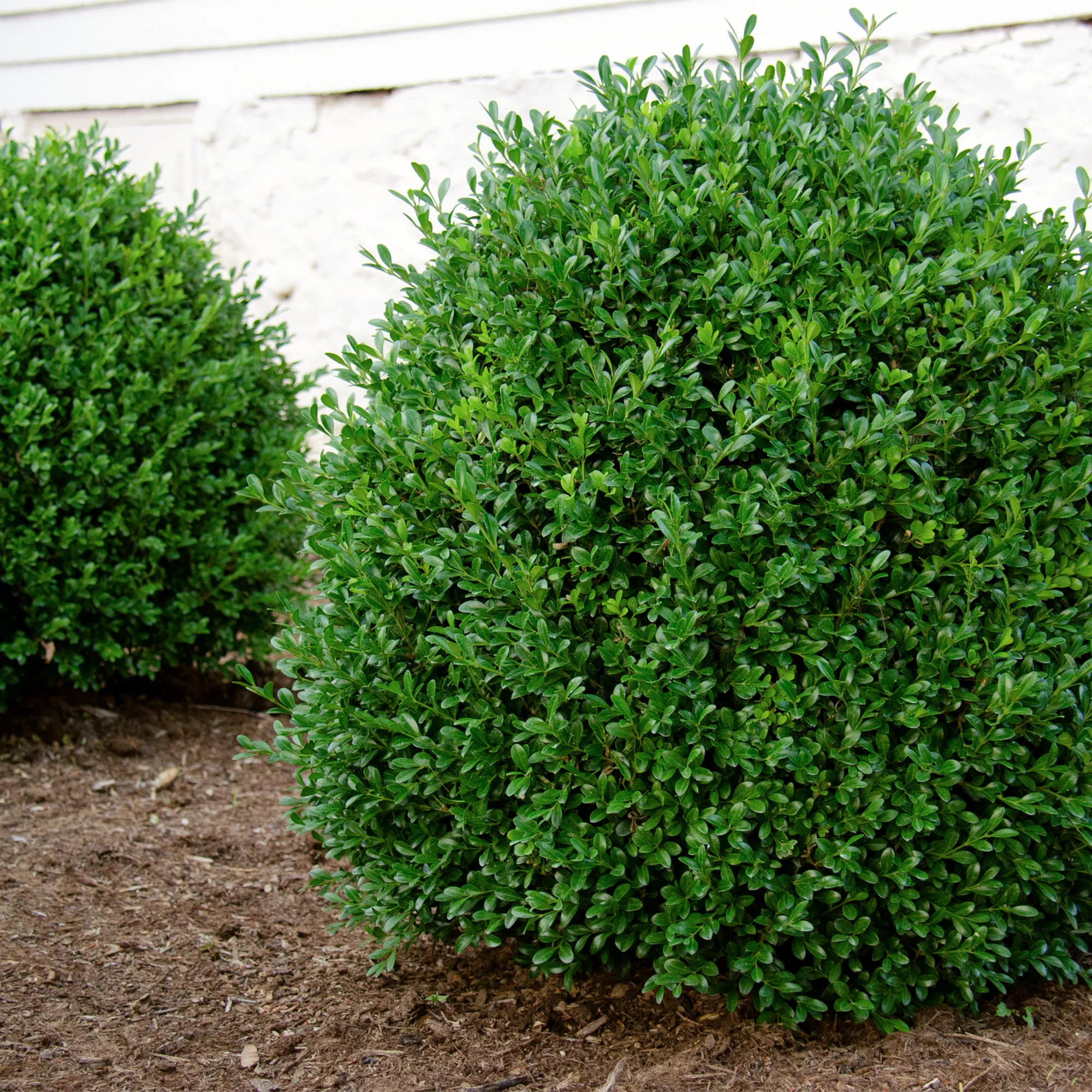 Proven Winners® NewGen Independence® Boxwood - Image 5