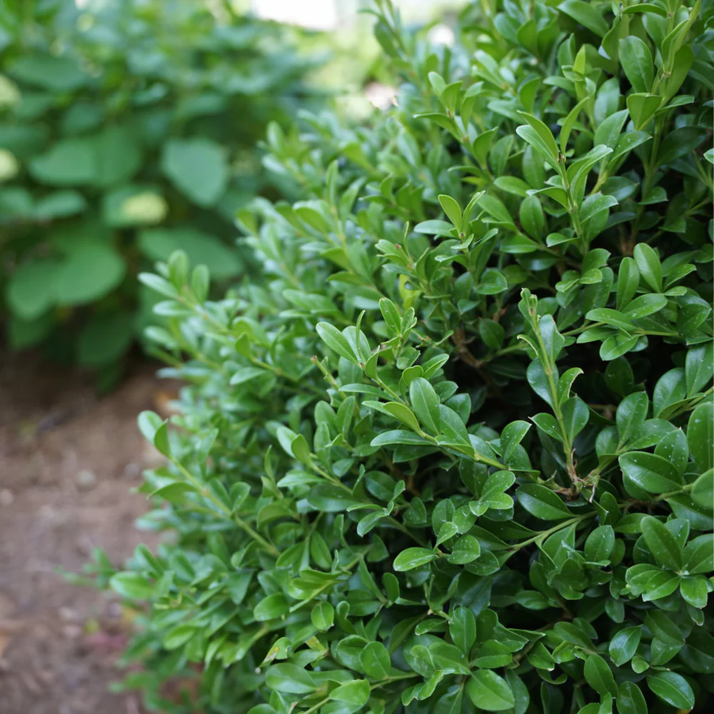 Proven Winners® NewGen Independence® Boxwood - Image 6