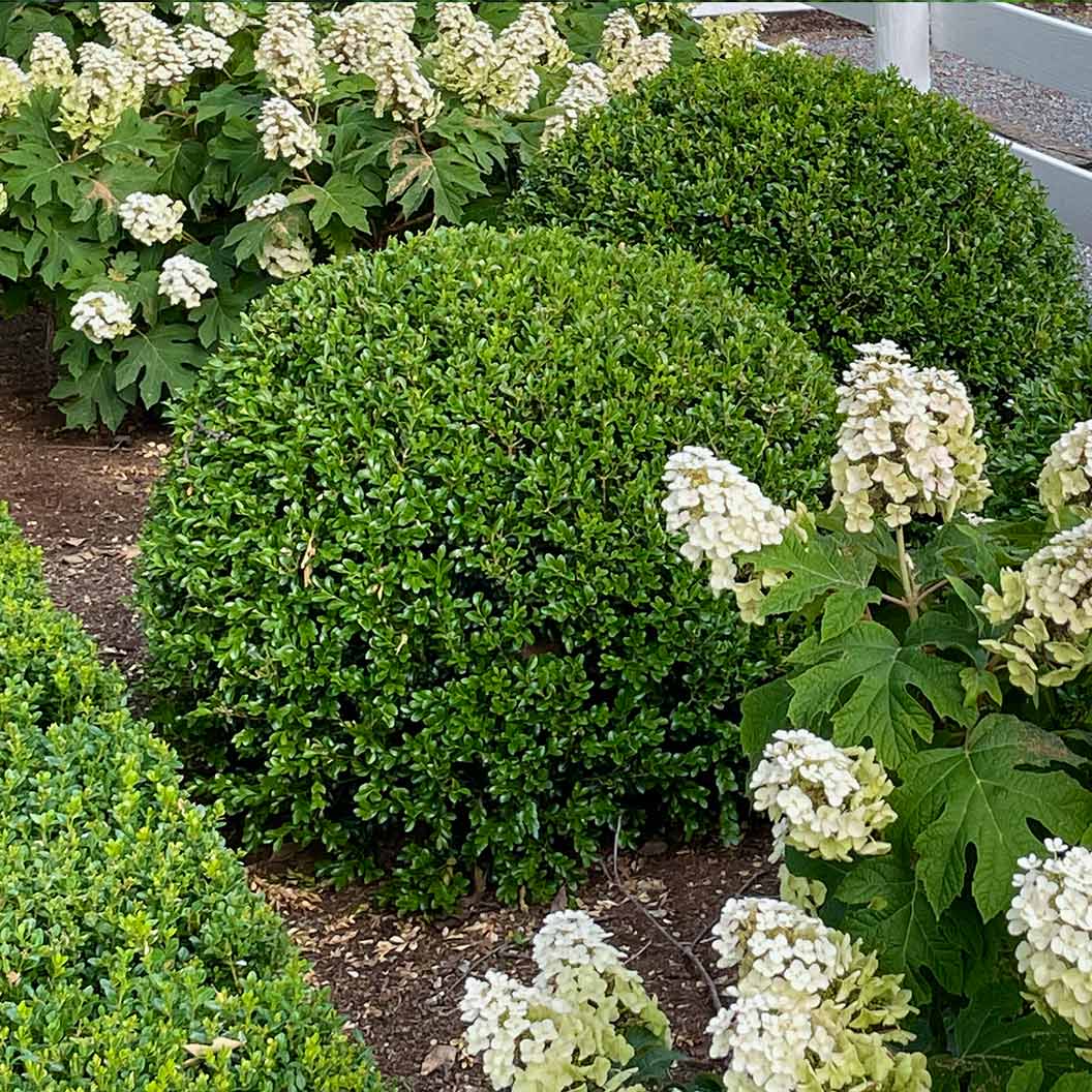 Proven Winners® NewGen Independence® Boxwood - Image 7