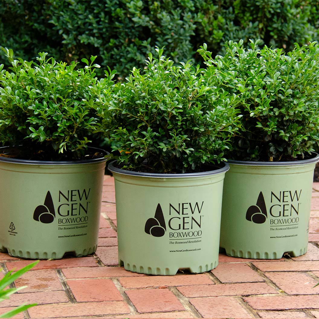Proven Winners® NewGen Independence® Boxwood - Image 8