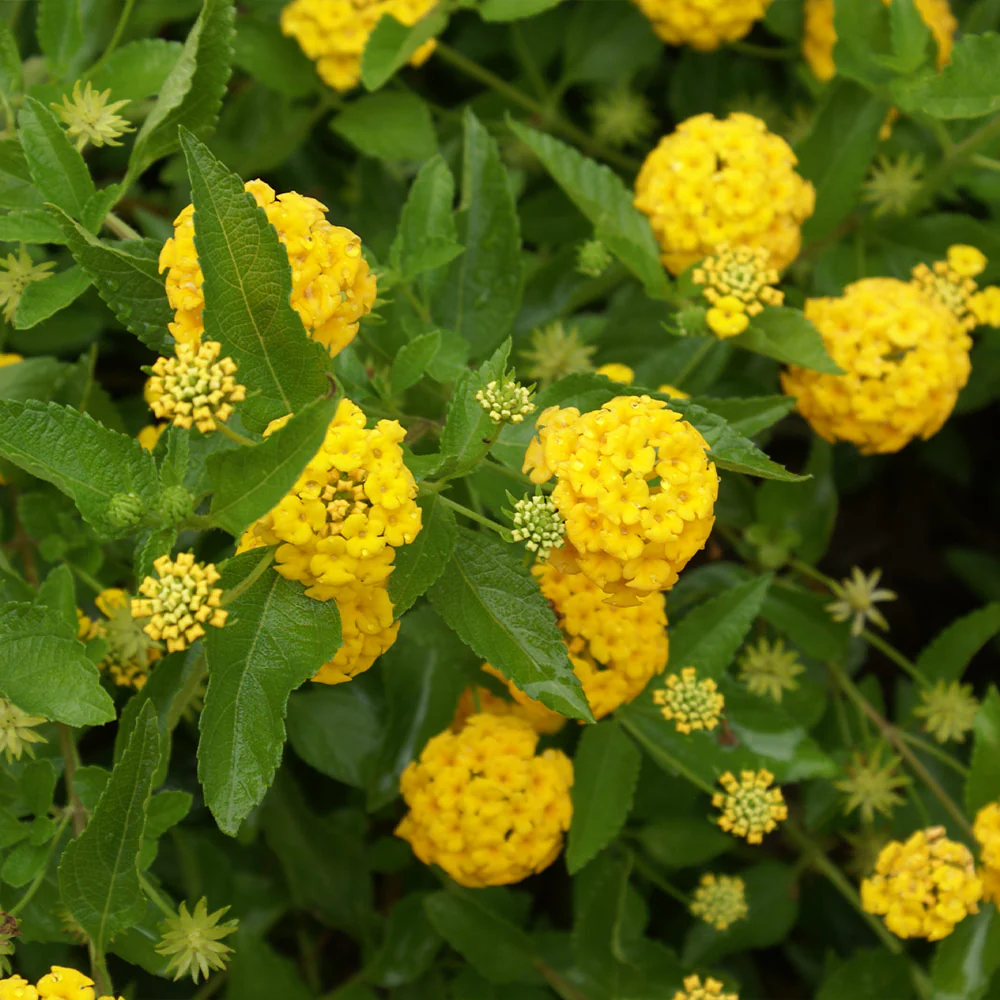 New Gold Lantana - Image 3