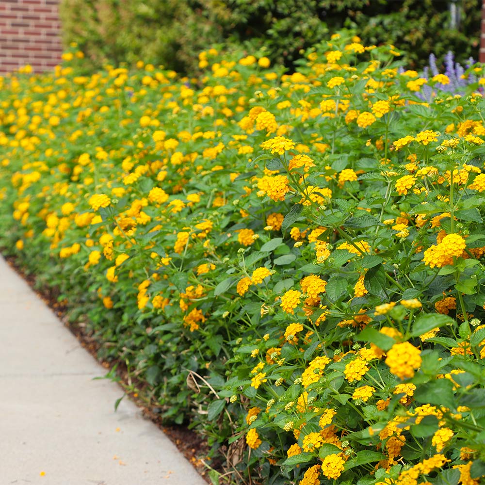 New Gold Lantana - Image 4
