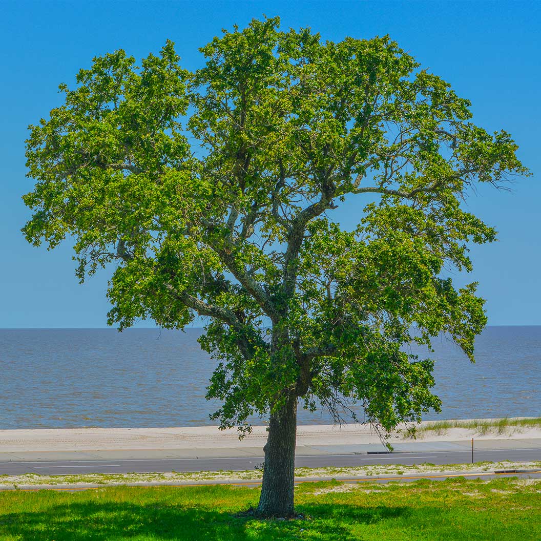 New Harmony American Elm Tree - Image 2