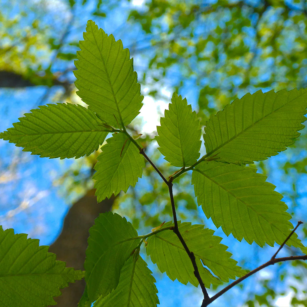 New Harmony American Elm Tree - Image 3