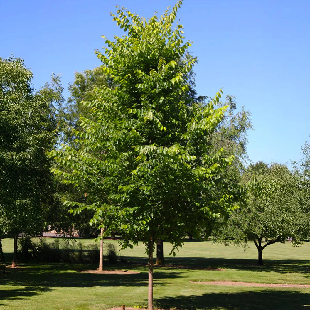 New Harmony American Elm Tree - Image 4