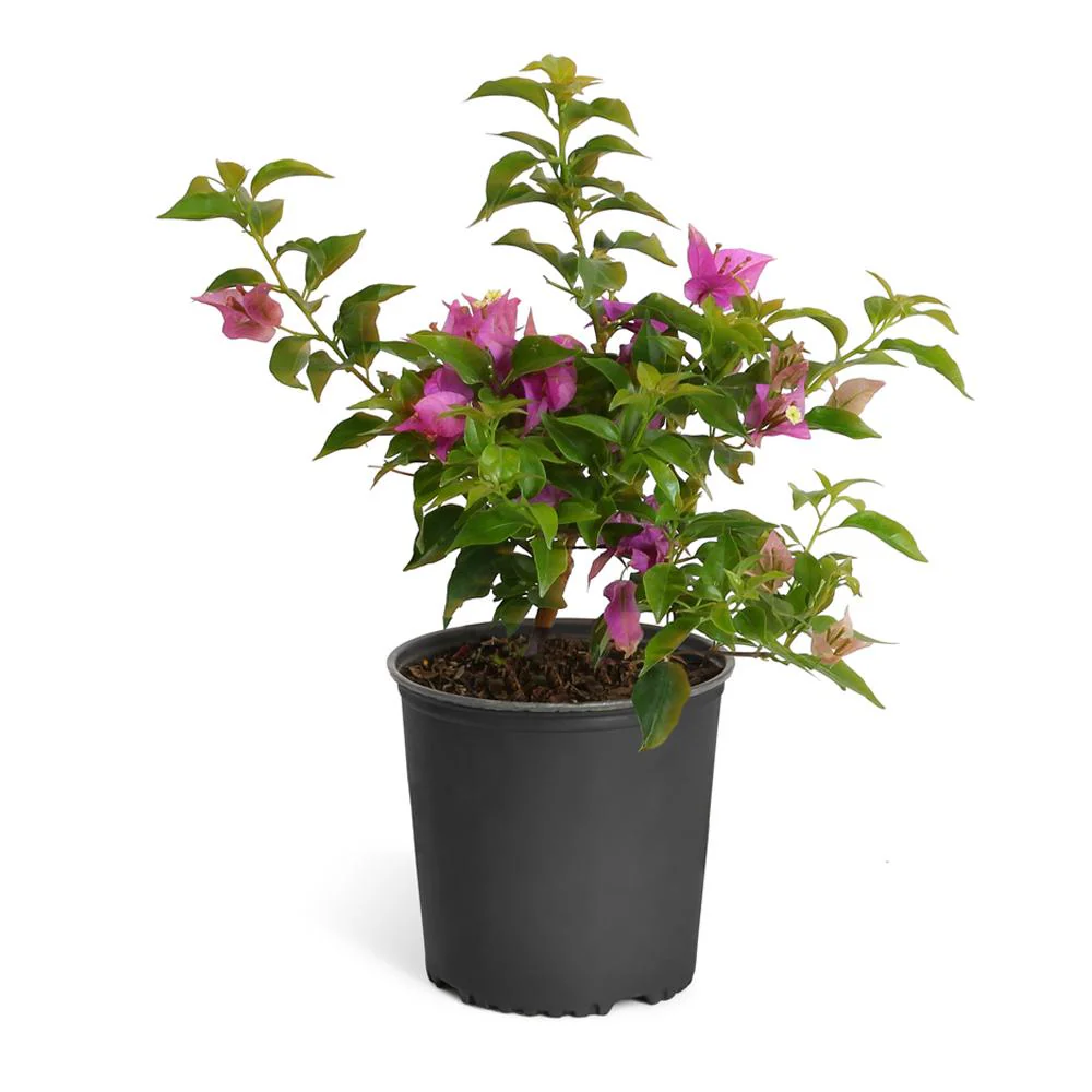 New River Purple Bougainvillea Shrub - Image 4