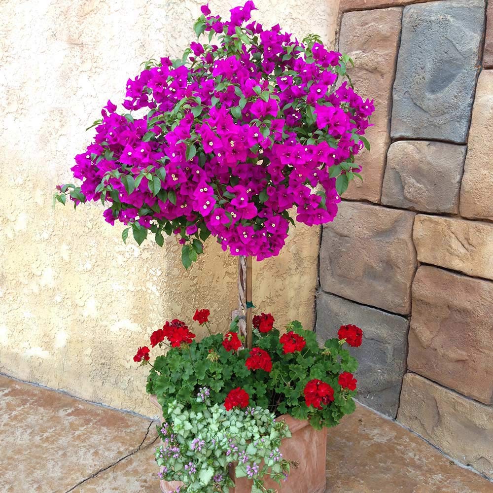 New River Purple Bougainvillea Tree - Image 3