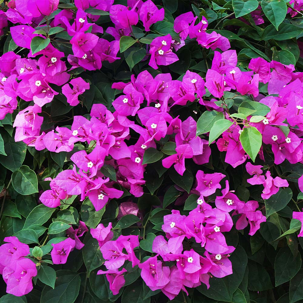 New River Purple Bougainvillea Tree - Image 4