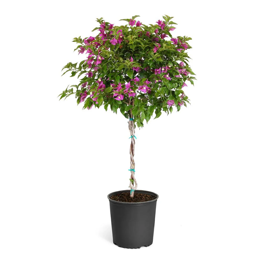 New River Purple Bougainvillea Tree - Image 5