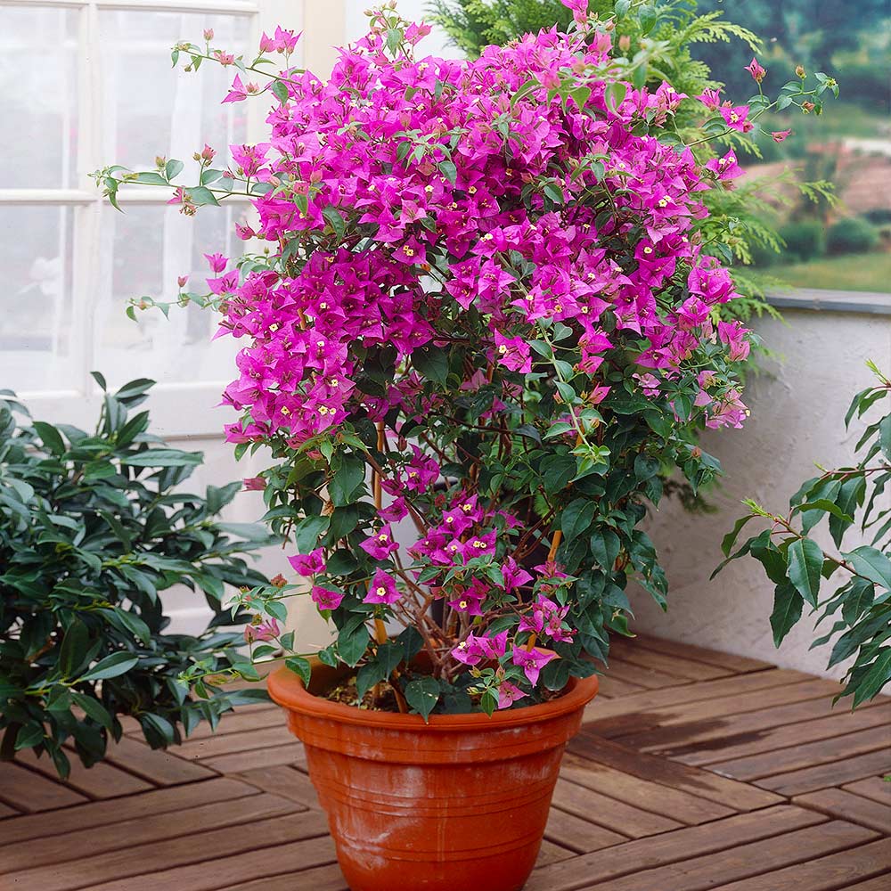 New River Purple Bougainvillea Vine - Image 3