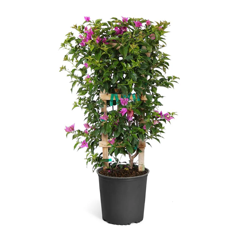New River Purple Bougainvillea Vine - Image 4