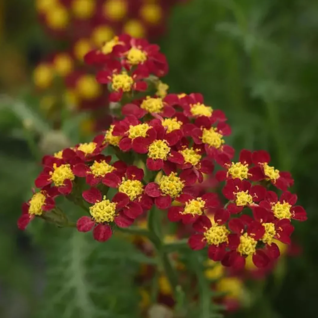 New Vintage™ Red Yarrow - Image 2