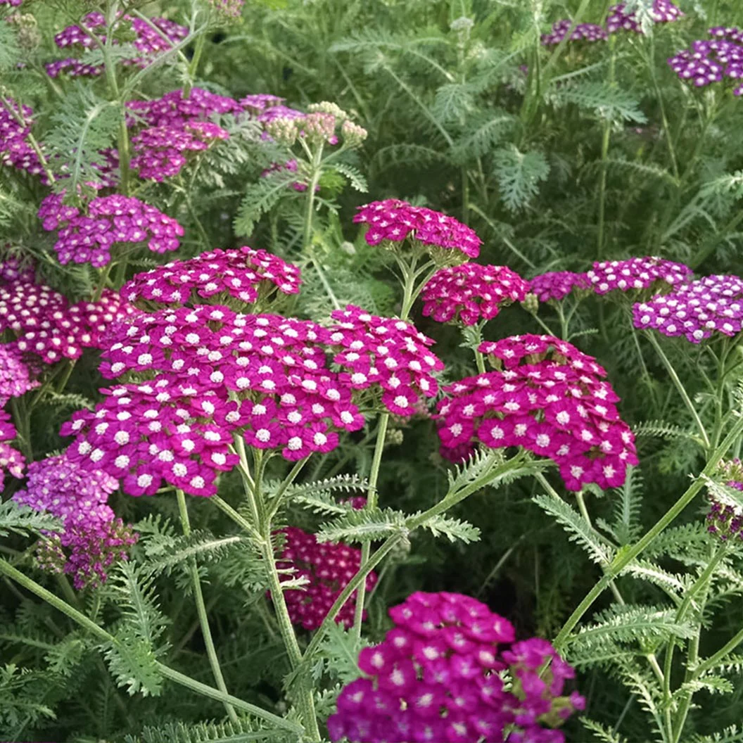 New Vintage™ Violet Yarrow - Image 2