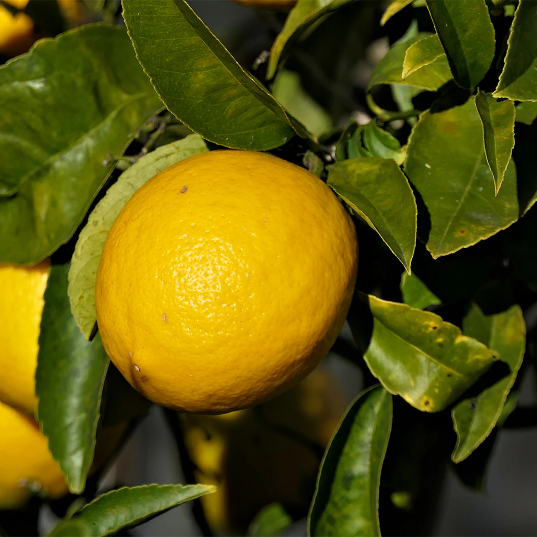 New Zealand Lemonade Tree - Image 2