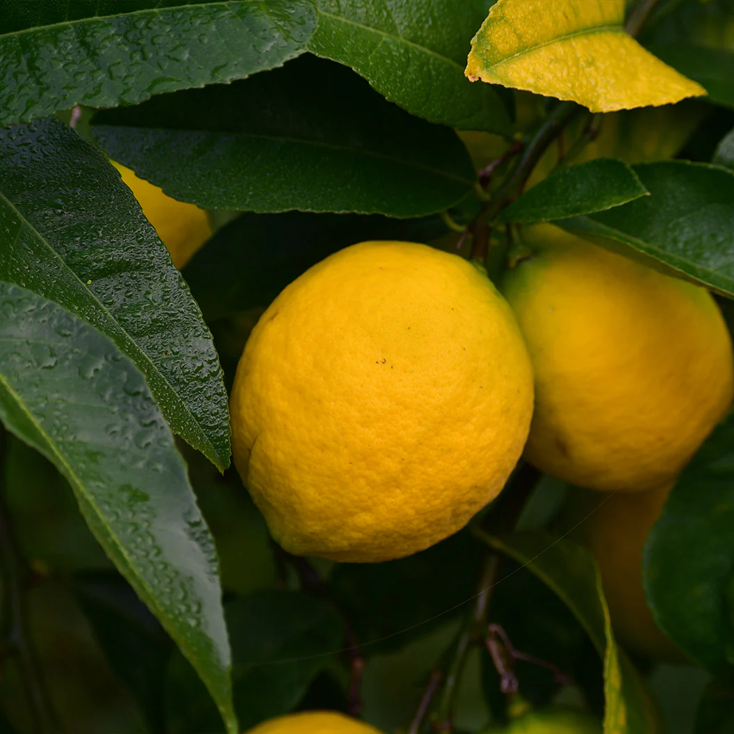 New Zealand Lemonade Tree - Image 3
