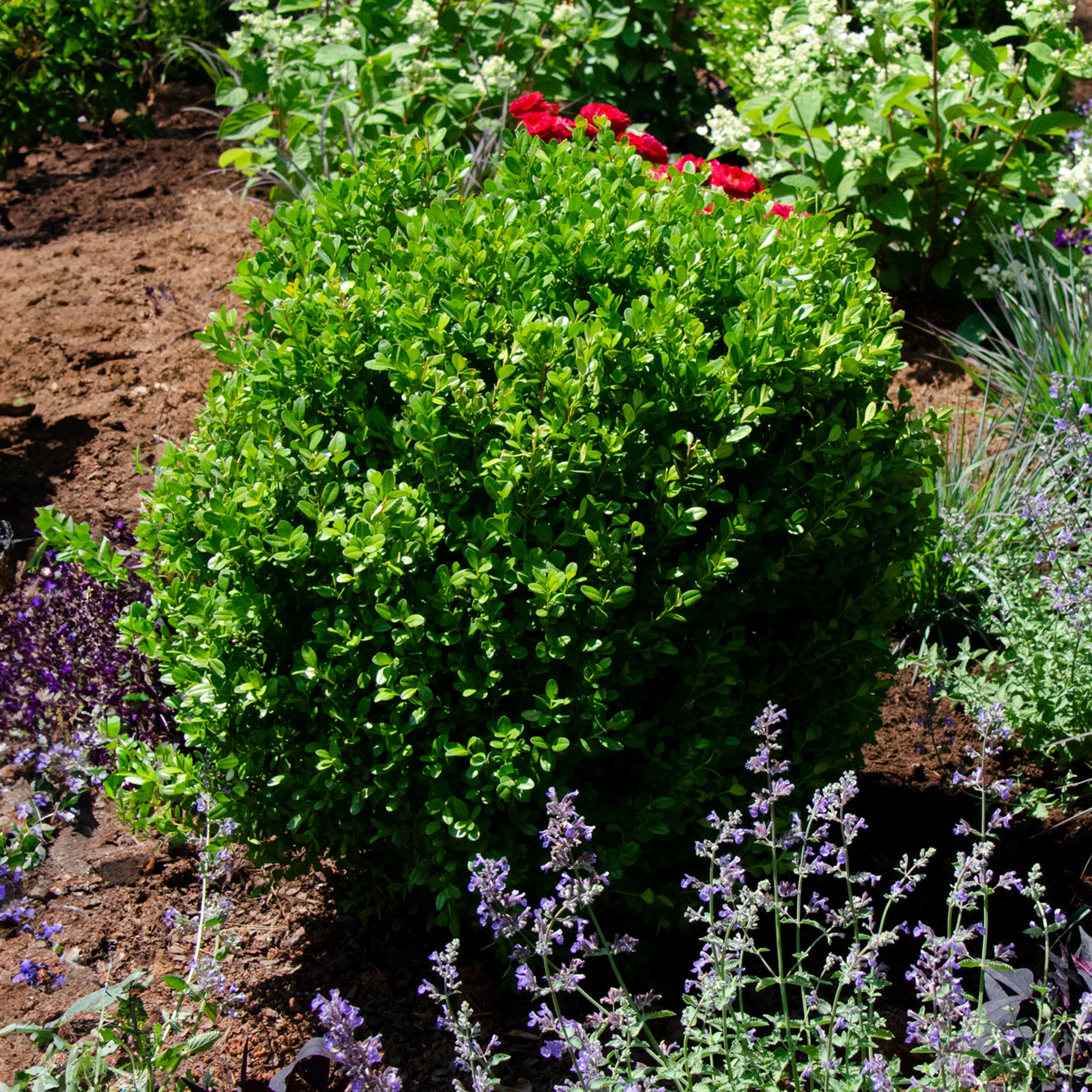 Proven Winners® NewGen Freedom® Boxwood - Image 3
