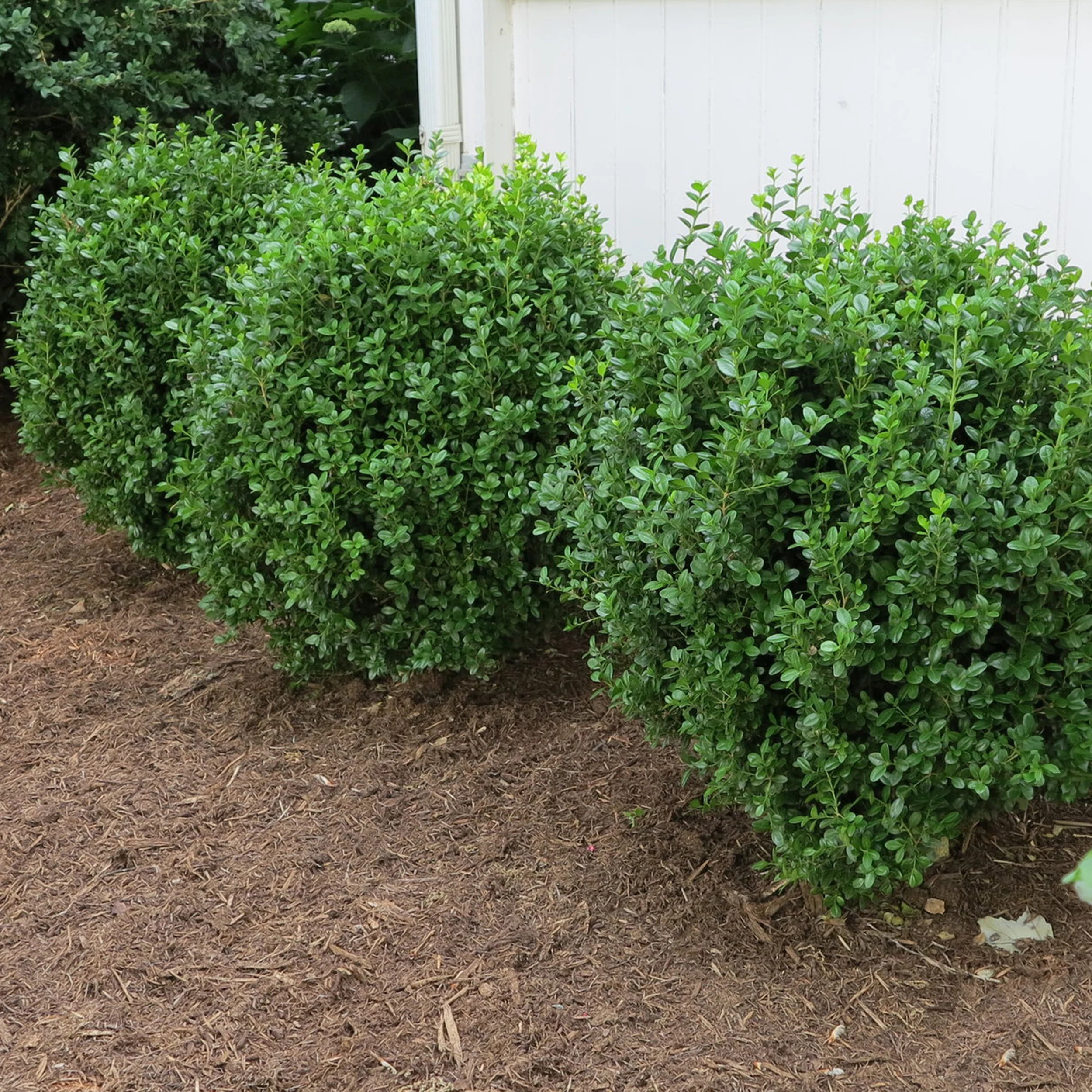 Proven Winners® NewGen Freedom® Boxwood - Image 4