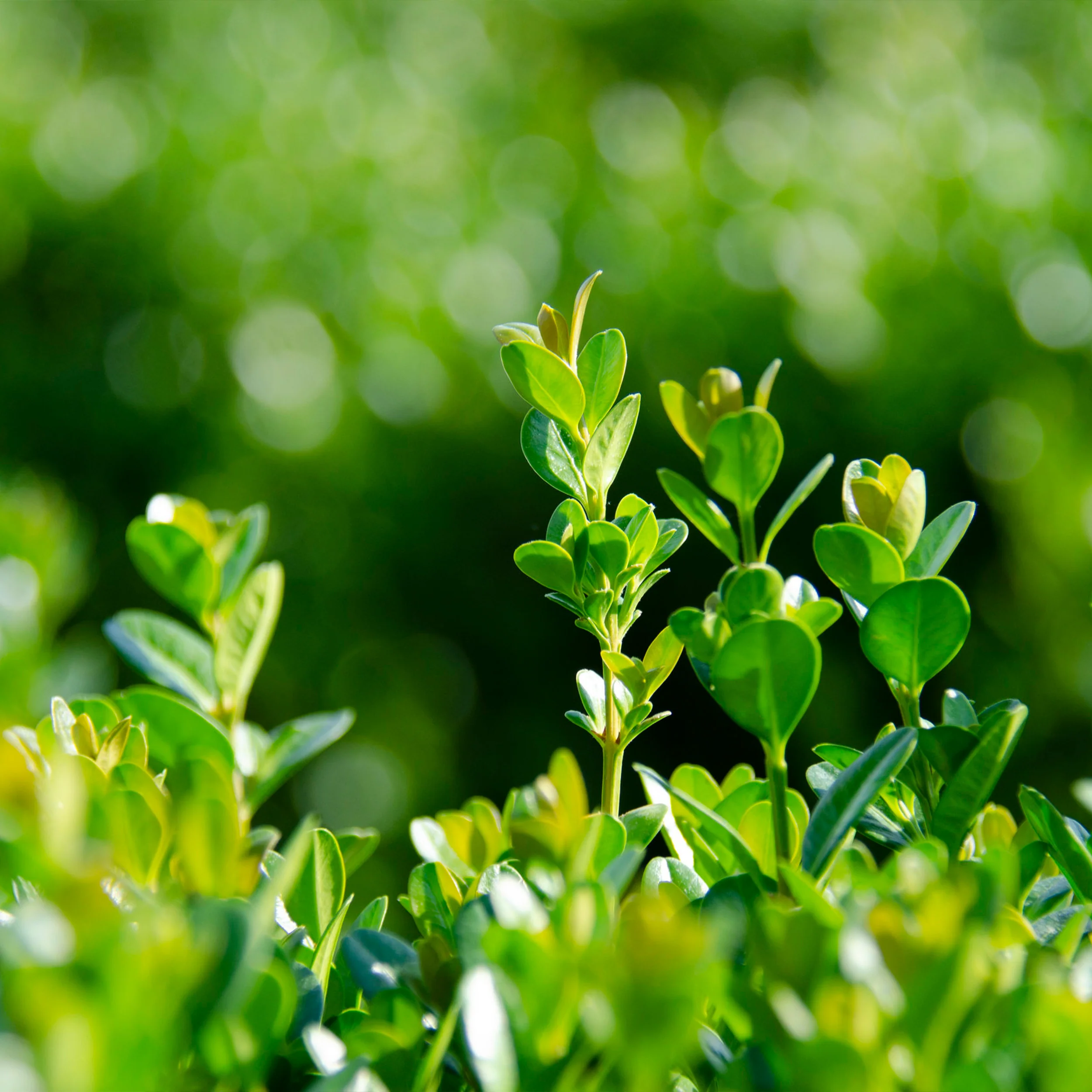 Proven Winners® NewGen Freedom® Boxwood - Image 5