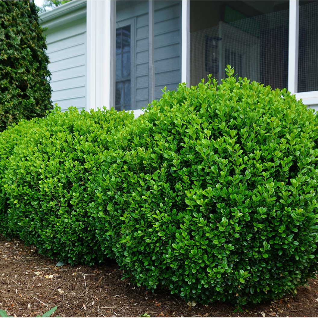 Proven Winners® NewGen Freedom® Boxwood - Image 6