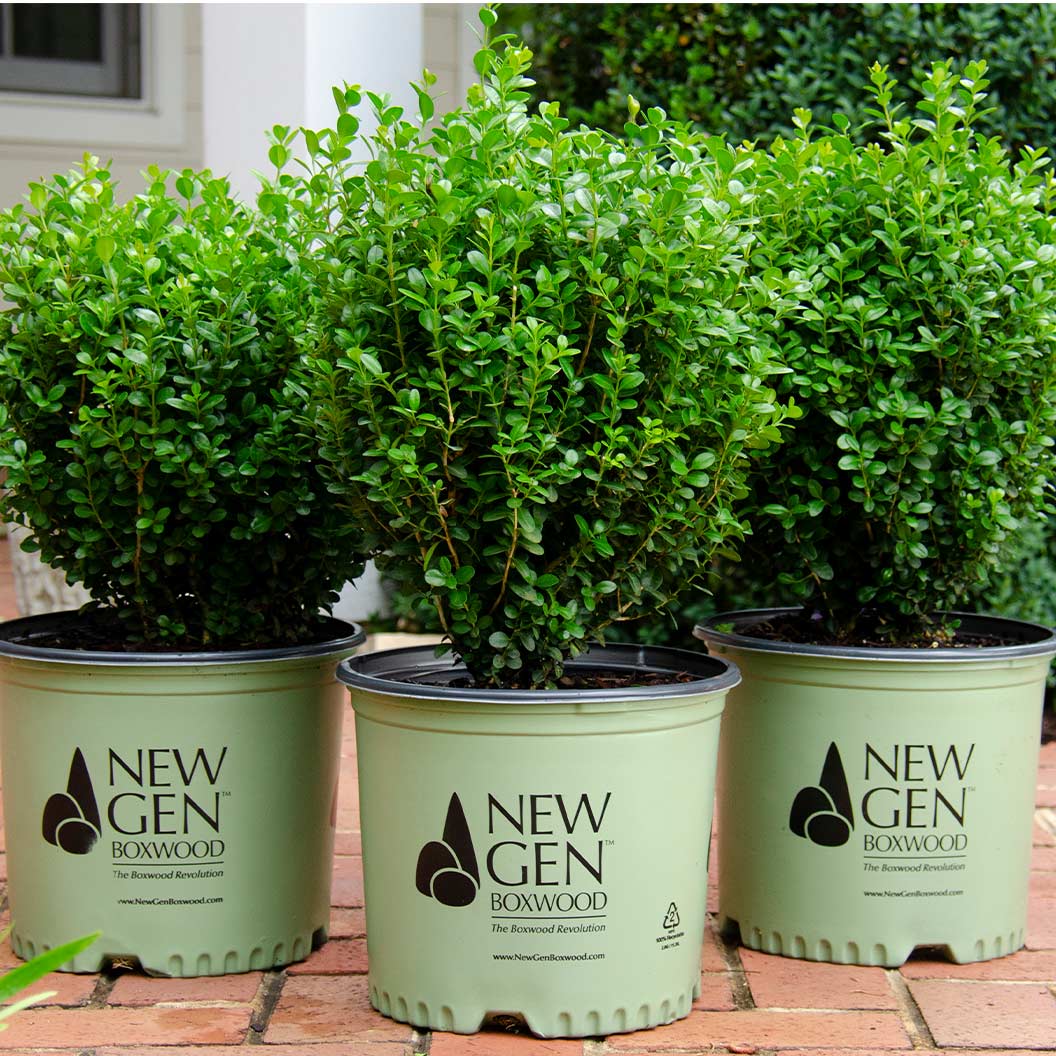 Proven Winners® NewGen Freedom® Boxwood - Image 7