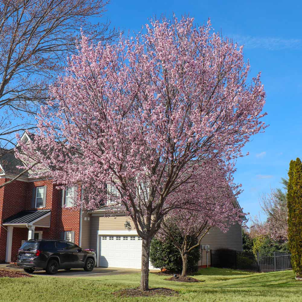 Newport Flowering Plum - Image 3