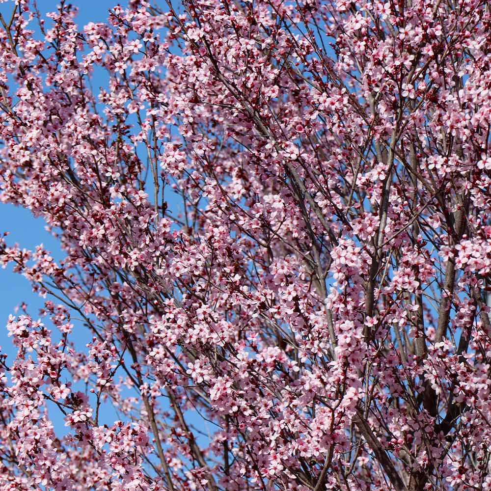 Newport Flowering Plum - Image 4