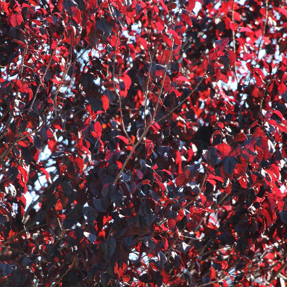 Newport Flowering Plum - Image 6
