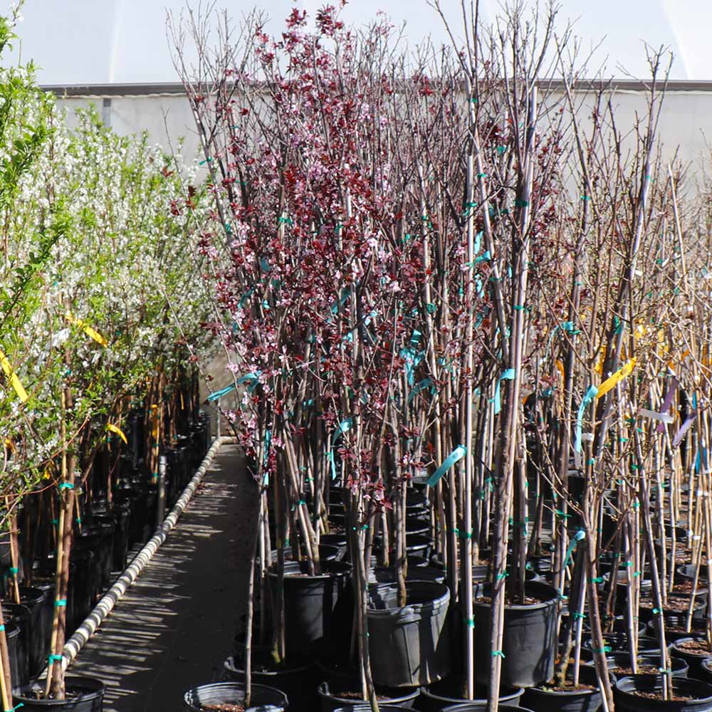 Newport Flowering Plum - Image 7