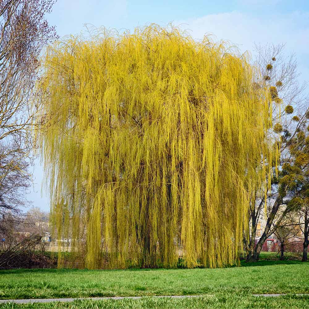 Niobe Golden Weeping Willow - Image 3