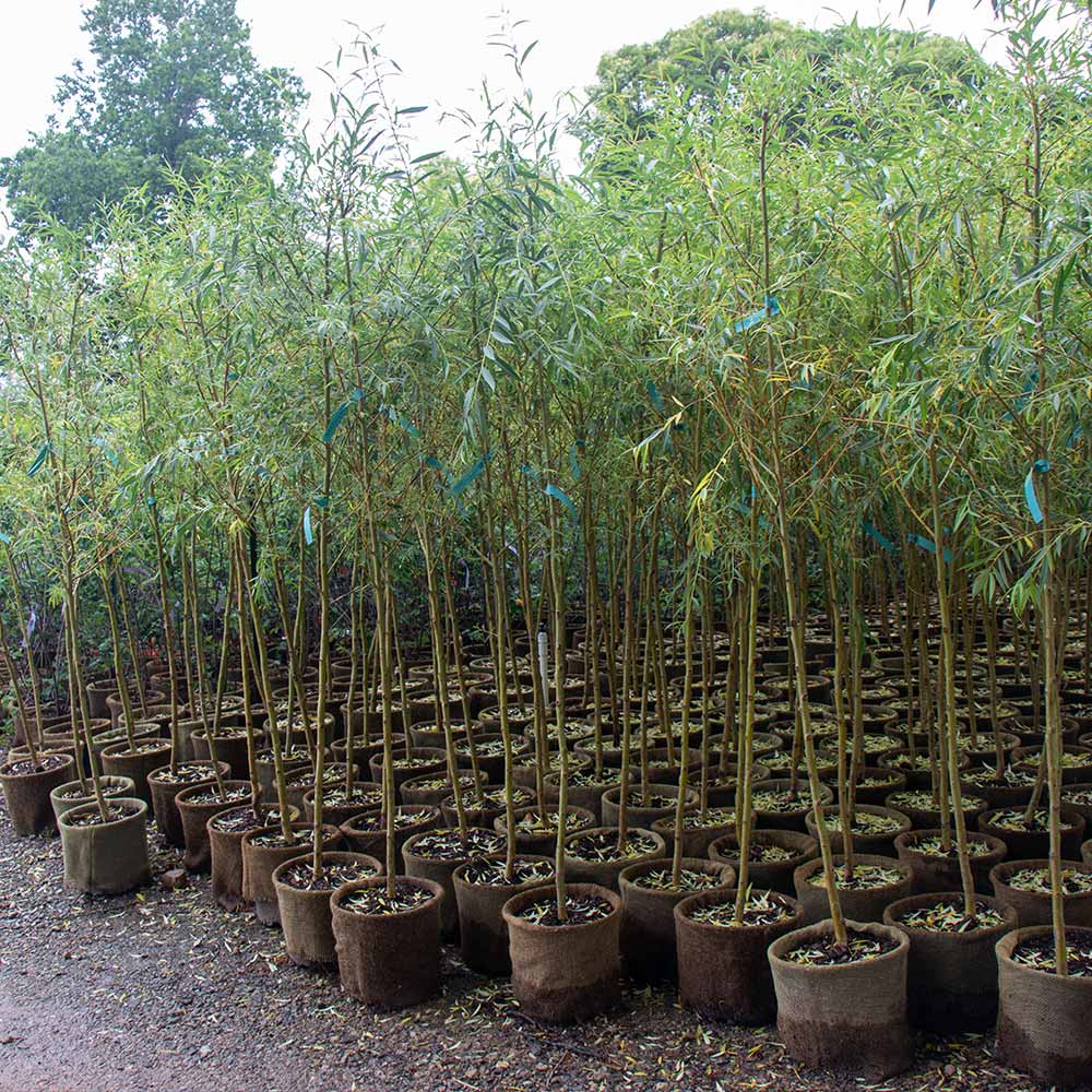 Niobe Golden Weeping Willow - Image 5
