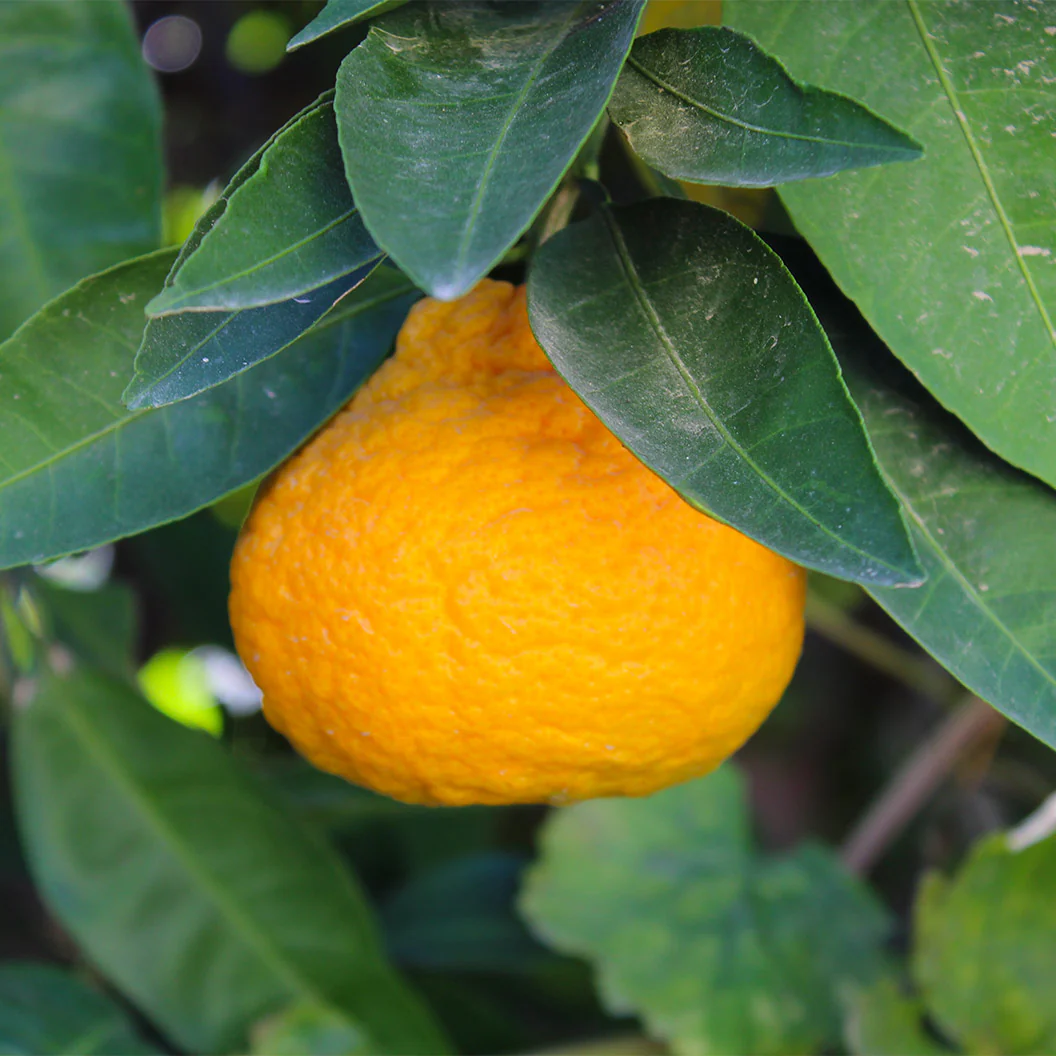 Nippon Orangequat Tree - Image 2